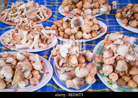 Straw mushrooms isolated on white background Stock Photo - Alamy