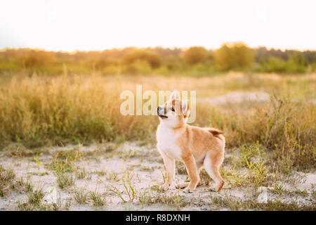 Beautiful Young Red Shiba Inu Puppy Dog Standing Outdoor In Meadow During Sunset. Stock Photo