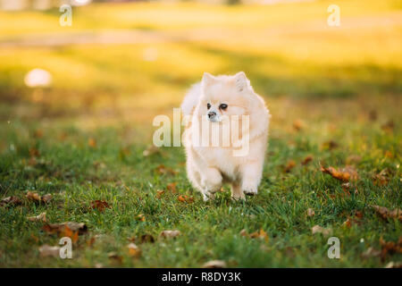 Adult White Pomeranian Spitz Dog Walking Outdoor In Autumn Grass. Stock Photo