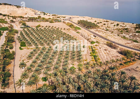 Plantation of date palms top view, aerial view.. Date palms have an important place in advanced desert agriculture in the Middle East. Background of e Stock Photo