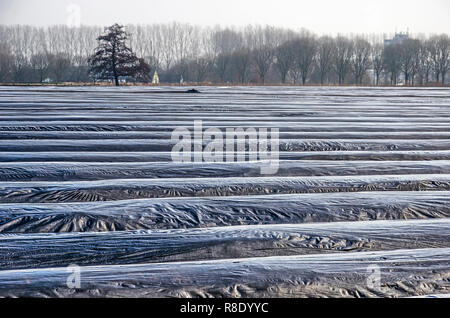 Sint Oedenrode, The Netherlands, December 14, 2018: view of the parallel ridges of soil covered with plastic foil in an asparagus field in winter Stock Photo