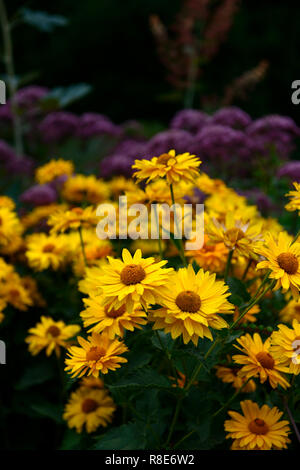 Heliopsis helianthoides var scabra Venus,oxeye sunflower,yellow flowers,flower,flowering,RM Floral Stock Photo