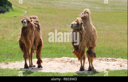 Two Bactrian camels standing side by side in a grass meadow at a zoo. Stock Photo