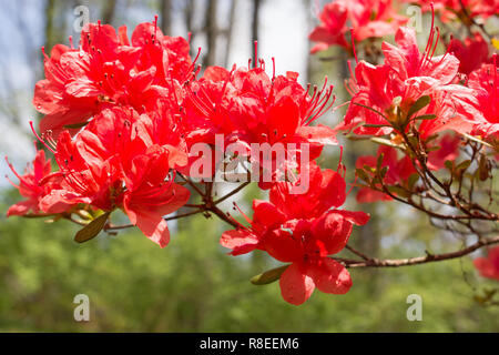 Azalea flowers in spring on a sunny day after the rain. Spring blooming season in suburban Washington DC, USA. Stock Photo