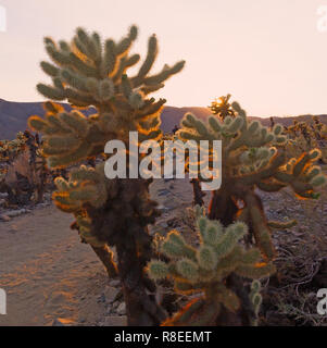 Cholla Cactus Garden at sunset in Joshua Tree National Park, California USA. The garden surrounded by mountains chain and attracts tourists at all sea Stock Photo