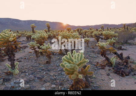 Teddy-bear cholla shrub at sunset in Joshua Tree National Park, California USA. Cholla Cactus Garden surrounded by mountains chain. Stock Photo
