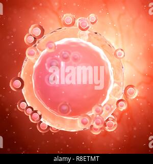 Illustration of a human egg cell (ovum Stock Photo - Alamy