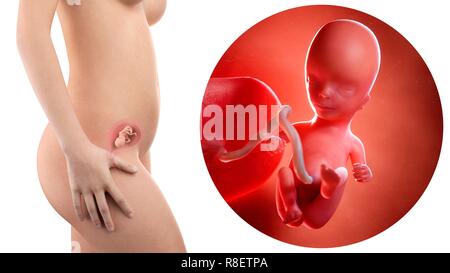 Illustration of a pregnant woman and 14 week foetus. Stock Photo
