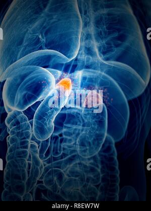 Illustration of the adrenal glands producing hormones. Stock Photo