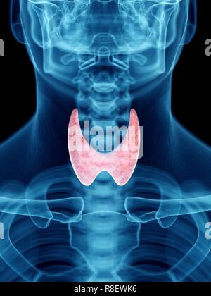 Illustration of a man's thyroid gland. Stock Photo