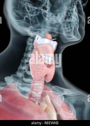 Illustration of a man's throat anatomy. Stock Photo