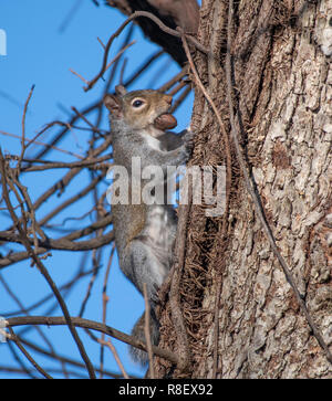 A Louisiana gray squirrel, Sciurus carolinensis, while holding a nut in its mouth, climbs a tree. Stock Photo