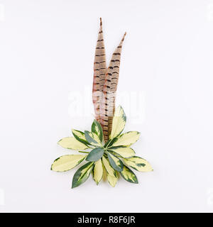 Leaves of schefflera flowers and pheasant feathers on white background. Flat lay, top view. Stock Photo