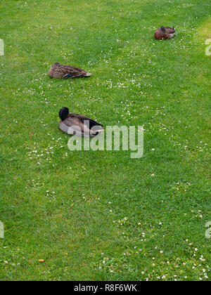 Three Ducks Resting On The Grass Stock Photo
