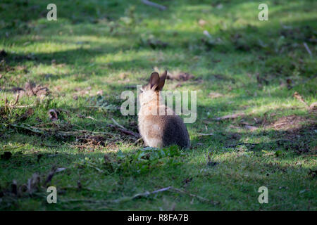 A lone rabbit sitting in the woods with its back facing the camera Stock Photo