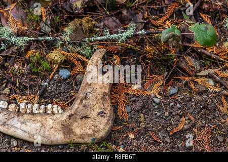 jaw bone of animal left on forest floor Stock Photo