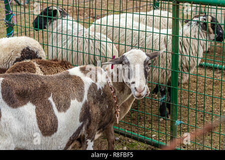white and brown goat in a pen Stock Photo