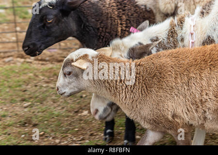 multiple sheep fenced in on a farm Stock Photo