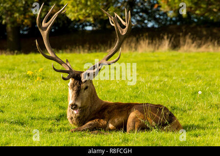 Stag resting at wollaton park Stock Photo