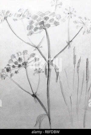 academic drawing pencil, training still life handmade. pencil flower scetch. Stock Photo