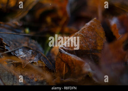 Frosty leaf on the ground of a forest, everything besides the leaf is blurry. Stock Photo
