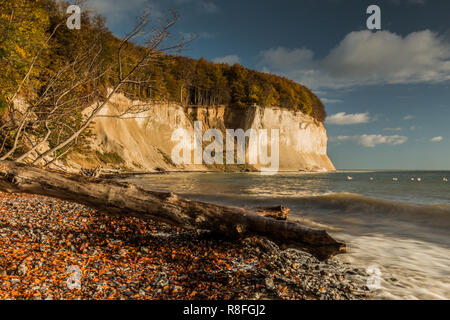 Chalk cliffs of the island Rügen in autumn. An old tree trunk lies on the nature beach in sunny weather. Blue sky with clouds on horizon Stock Photo