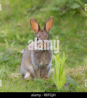 Close up of cute wild UK bunny rabbit (Oryctolagus cuniculus) isolated outdoors in grass meadow, sitting upright staring. Stock Photo