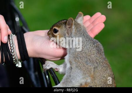 Portrait of a grey squirrel feeding from a persons hand in the park Stock Photo