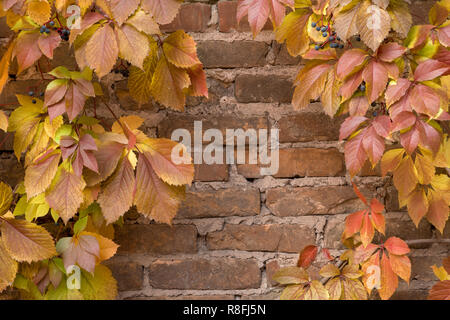Red ivy creeper leaves on the white wall of a building Stock Photo