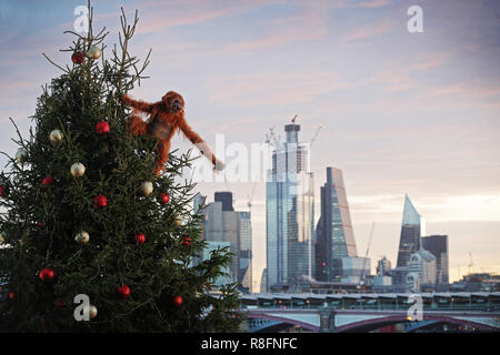 An ultra-realistic animatronic orangutan climbs a 20ft Christmas Tree at Coin Street Observation Point, London to highlight the threat to the survival of the species due to deforestation caused by palm-oil production, following Iceland’s Christmas advert being banned. The retailer has launched a palm oil free Christmas food range and has pledged to eliminate palm oil from all its own label products by the end of 2018. Iceland’s Christmas advert has garnered support online for its #NoPalmOilChristmas campaign and more than 600,000 signatures on the Change.org petition calling for the advert to  Stock Photo