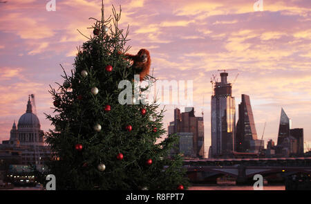 An ultra-realistic animatronic orangutan climbs a 20ft Christmas Tree at Coin Street Observation Point, London to highlight the threat to the survival of the species due to deforestation caused by palm-oil production, following Iceland’s Christmas advert being banned. The retailer has launched a palm oil free Christmas food range and has pledged to eliminate palm oil from all its own label products by the end of 2018. Iceland’s Christmas advert has garnered support online for its #NoPalmOilChristmas campaign and more than 600,000 signatures on the Change.org petition calling for the advert to  Stock Photo