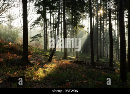Winter sun streaming through trees in Eymore wood, Trimpley Worcestershire, England, UK. Stock Photo