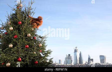 An ultra-realistic animatronic orangutan climbs a 20ft Christmas Tree at Coin Street Observation Point, London to highlight the threat to the survival of the species due to deforestation caused by palm-oil production, following Iceland’s Christmas advert being banned. The retailer has launched a palm oil free Christmas food range and has pledged to eliminate palm oil from all its own label products by the end of 2018. Iceland’s Christmas advert has garnered support online for its #NoPalmOilChristmas campaign and more than 600,000 signatures on the Change.org petition calling for the advert to  Stock Photo
