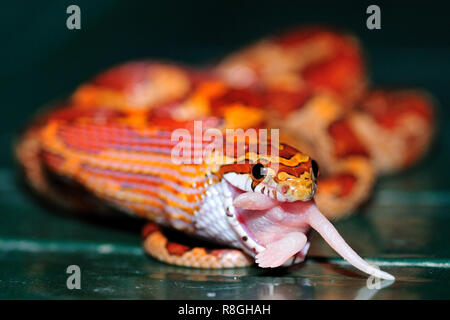 Snake eating pinky mouse Stock Photo