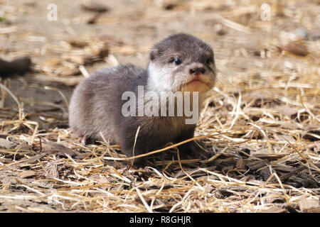 Baby Otter Stock Photo