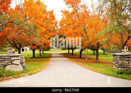 Maple (Acer) trees in beautiful autumn colors line a driveway in Harvard, Massachusetts. Stock Photo