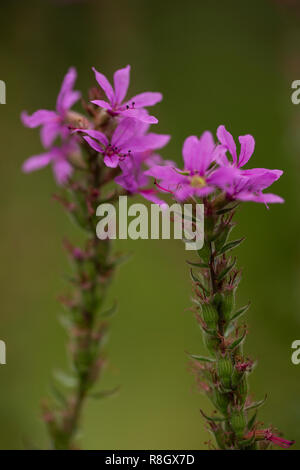 Purple loosestrife (Lythrum salicaria) in the family Lythraceae. Stock Photo