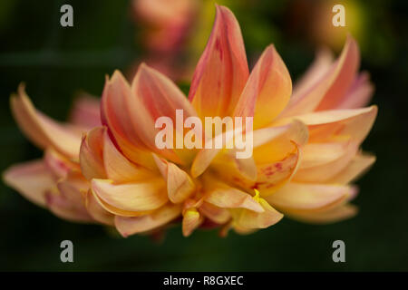 Garden dahlia (Dahlia pinnata) in the last days of summer. Stock Photo