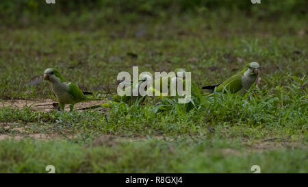 Debret - Carga de cavalaria guaicuru Stock Photo - Alamy