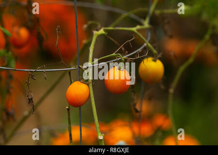 Cherry tomatoes (Solanum lycopersicum var. cerasiforme) growing on a vine in a community garden. Stock Photo