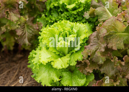 A head of green leaf lettuce (Lactuca sativa) growing in a community garden. Stock Photo