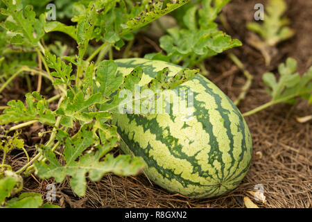 A watermelon (Citrullus lanatus) growing in a community garden. Stock Photo