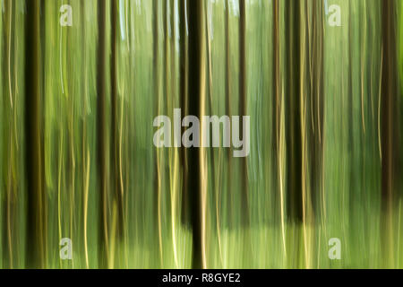 Intentional Camera Movement (ICM) photo of trees in woodland abstract. Tipperary, Ireland Stock Photo