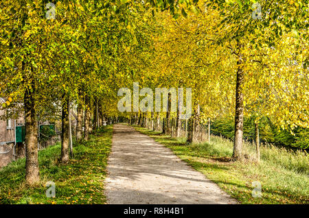 Bicycle and pedestrian path lined with a row of linden trees on the ramparts of Bolsward, The Netherlands in autumn Stock Photo