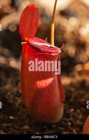 Tropical  pitcher flower with a small lid - nepenthes -, a bright leaf on the plant ,  carnivorous plant  ,focus on the foreground Stock Photo