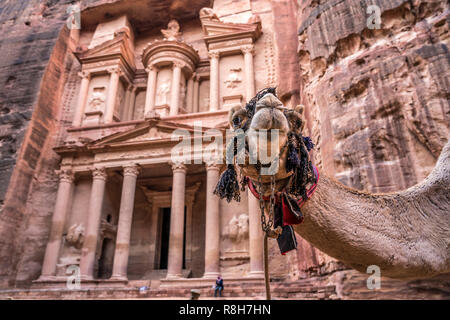 Kamel vor dem Schatzhaus des Pharao Khazne al-Firaun,  Petra, Jordanien, Asien |  camel at the  Treasury  Al Khazneh,  Petra, Jordan, Asia Stock Photo