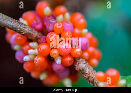Macro close up of multi coloured berries in red, orange, pink and purple on a branch Stock Photo