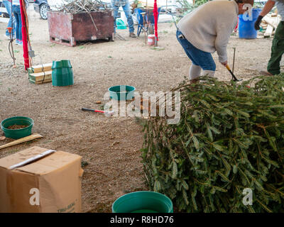 Man works to install Christmas tree base at checkout of natural tree market  Stock Photo