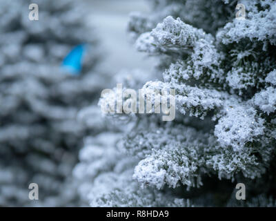Close up of tree branches covered in some bright white snow  Stock Photo