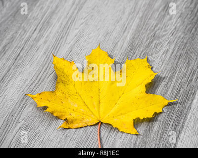 A real maple leaf with bright yellow color laying in the center isolated on a background of gray wood grain texture floor making a beautiful fall or t Stock Photo